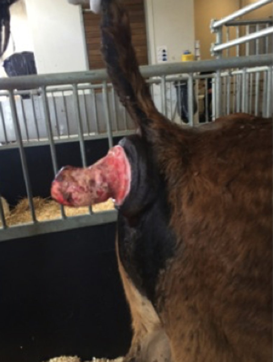 <p>Hvilken behandling vil du give denne kalv med rektalprolaps for at reducere tenesmus? Kalven vejer 100 kg.</p><p>- Buscopan IV i en dosis på 0,4 mg/kg (2 mL I alt)</p><p>- Xylazin IV i en dosis på 0,05 mg/kg (0,25 mL i alt)</p><p>- Xylazin epiduralt i en dosis på 0,17 mg/kg (0,8 mL i alt)</p><p>- Lidokain epiduralt i en dosis på 0,22 mg/kg (1,1 mL i alt)</p>