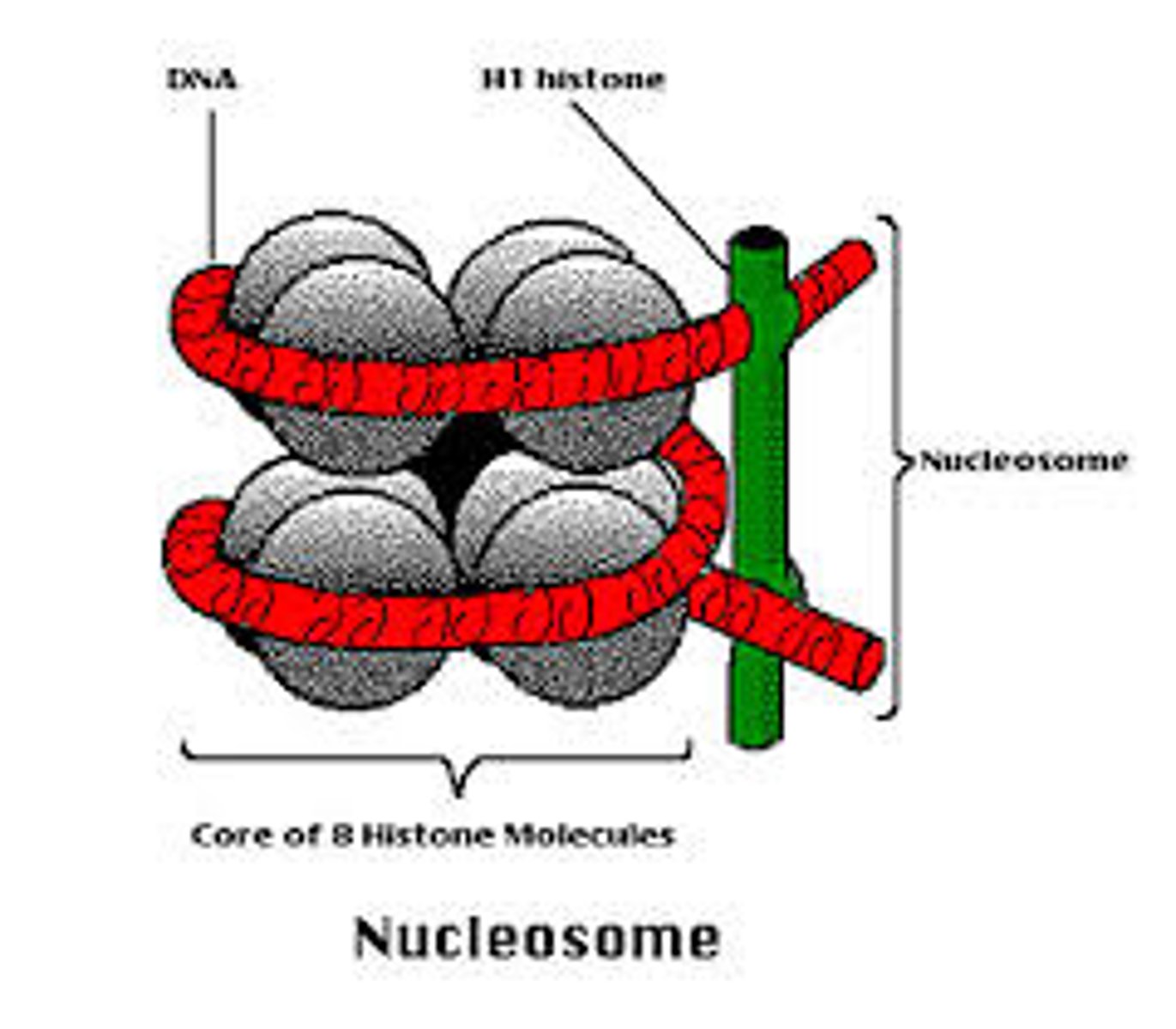 <p>The nucleosome is the basic unit of DNA packaging in eukaryotes. Each nucleosome is composed of two turns of DNA wrapped around a group of eight histone proteins (called an octamer core). Each nucleosome connects to the adjacent nucleosomes through another type of histone protein (called the H1) and a region of "linker" DNA.</p>