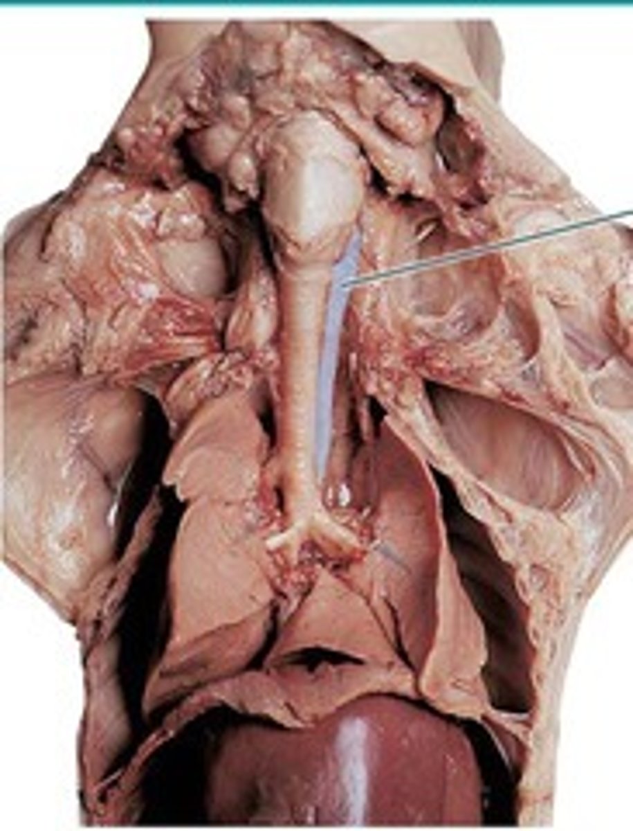 <p>What organ is this and what is its function?</p>