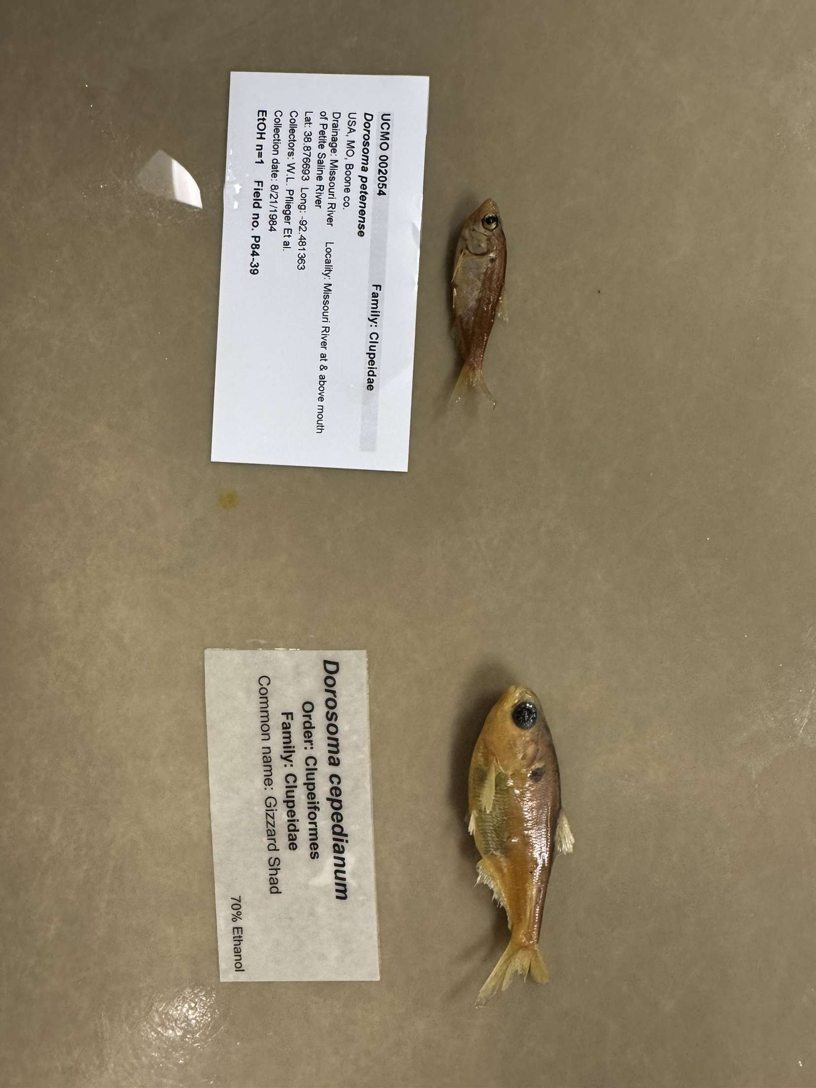 <p>Dorosoma petenense (left) and Dorosoma cepedianum (right)</p>