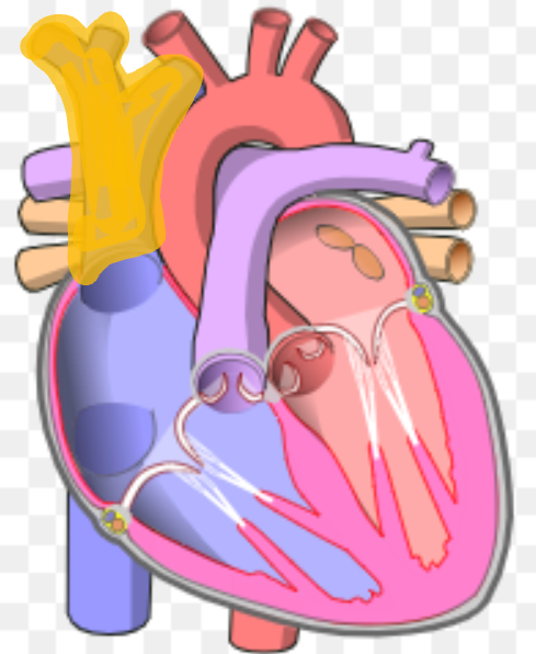 <p>What is the name the highlighted portion of the heart?</p>
