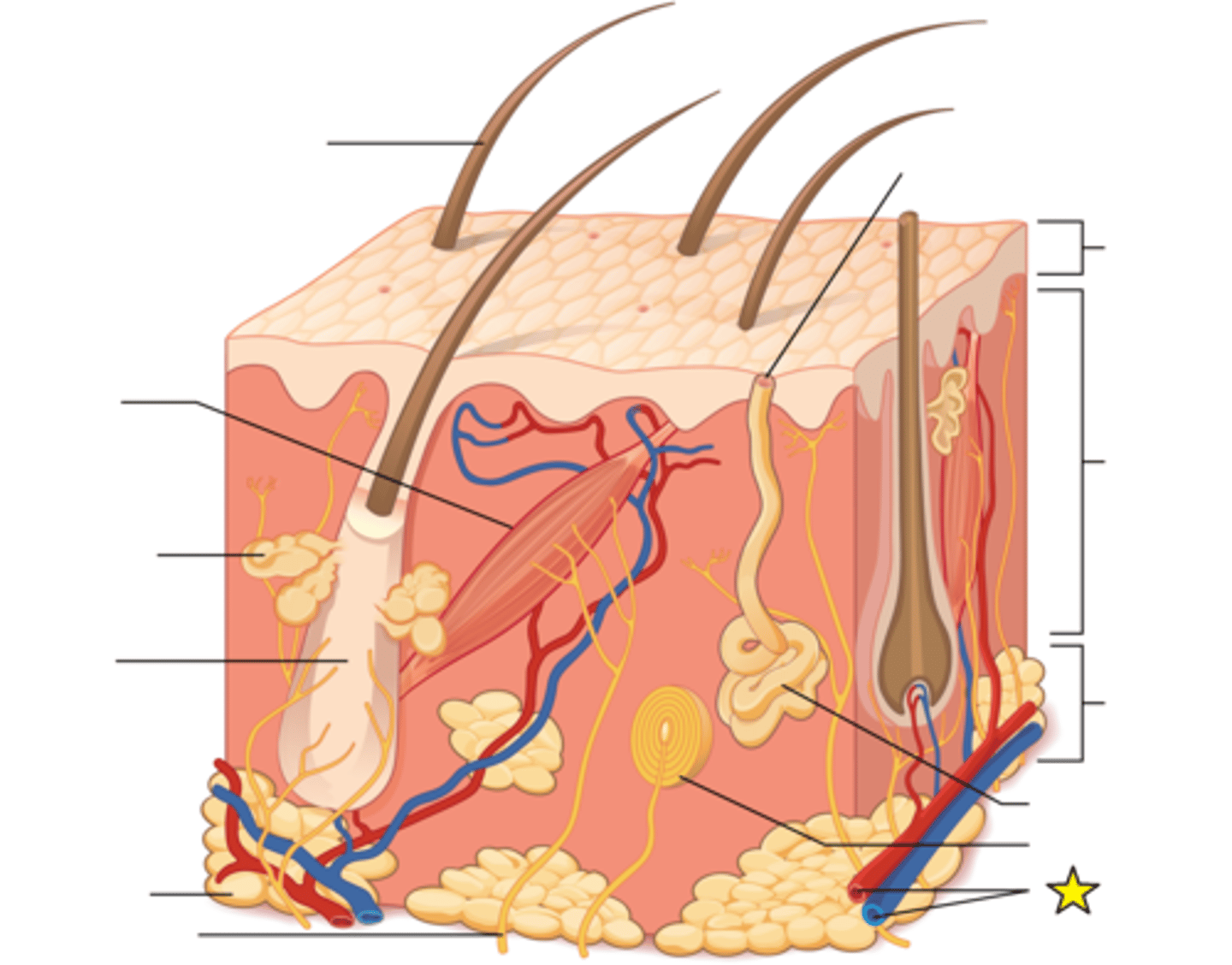 <p>Responsible for supplying blood to the structures of the dermis, including follicles and glands.</p>