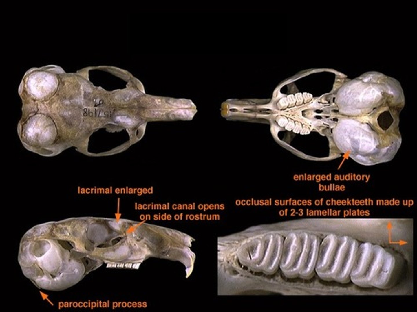 <p>What is the clade, order, suborder and family?</p>