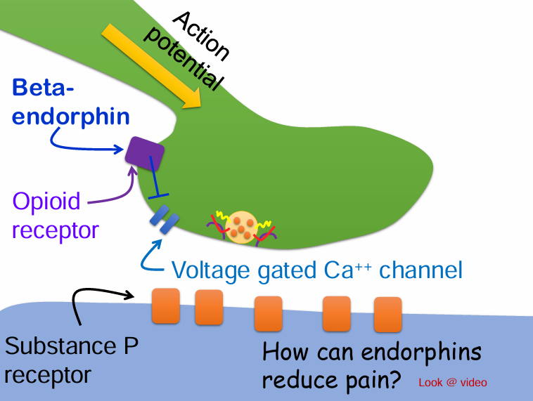 <p>Would beta-endorphin be considered a neurotransmitter or neuromodulator? </p><p>A. Neurotransmitter </p><p>B. Neuromodulator</p>