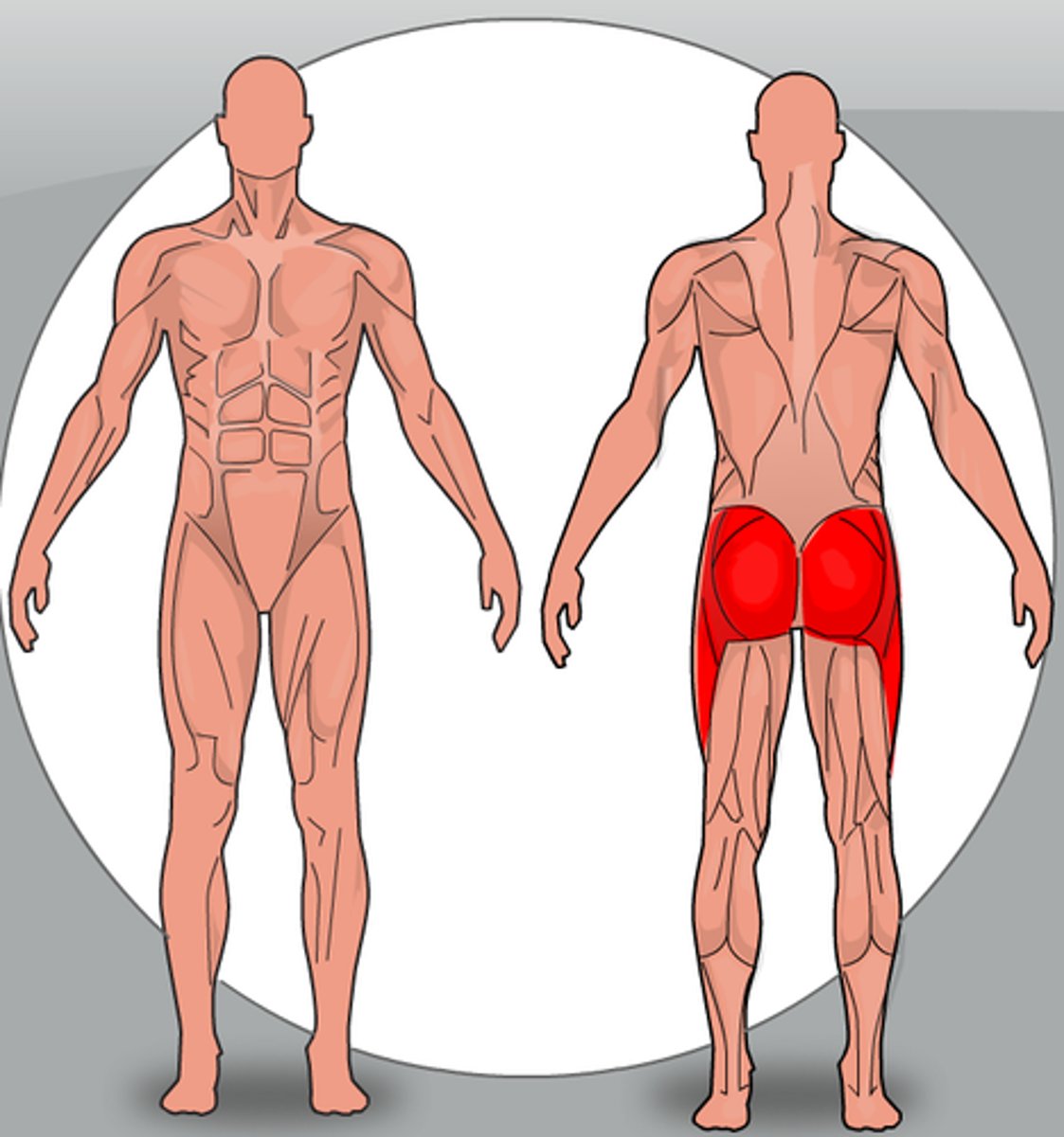 <p>These allow extension,</p><p>abduction and adduction at the hip</p>