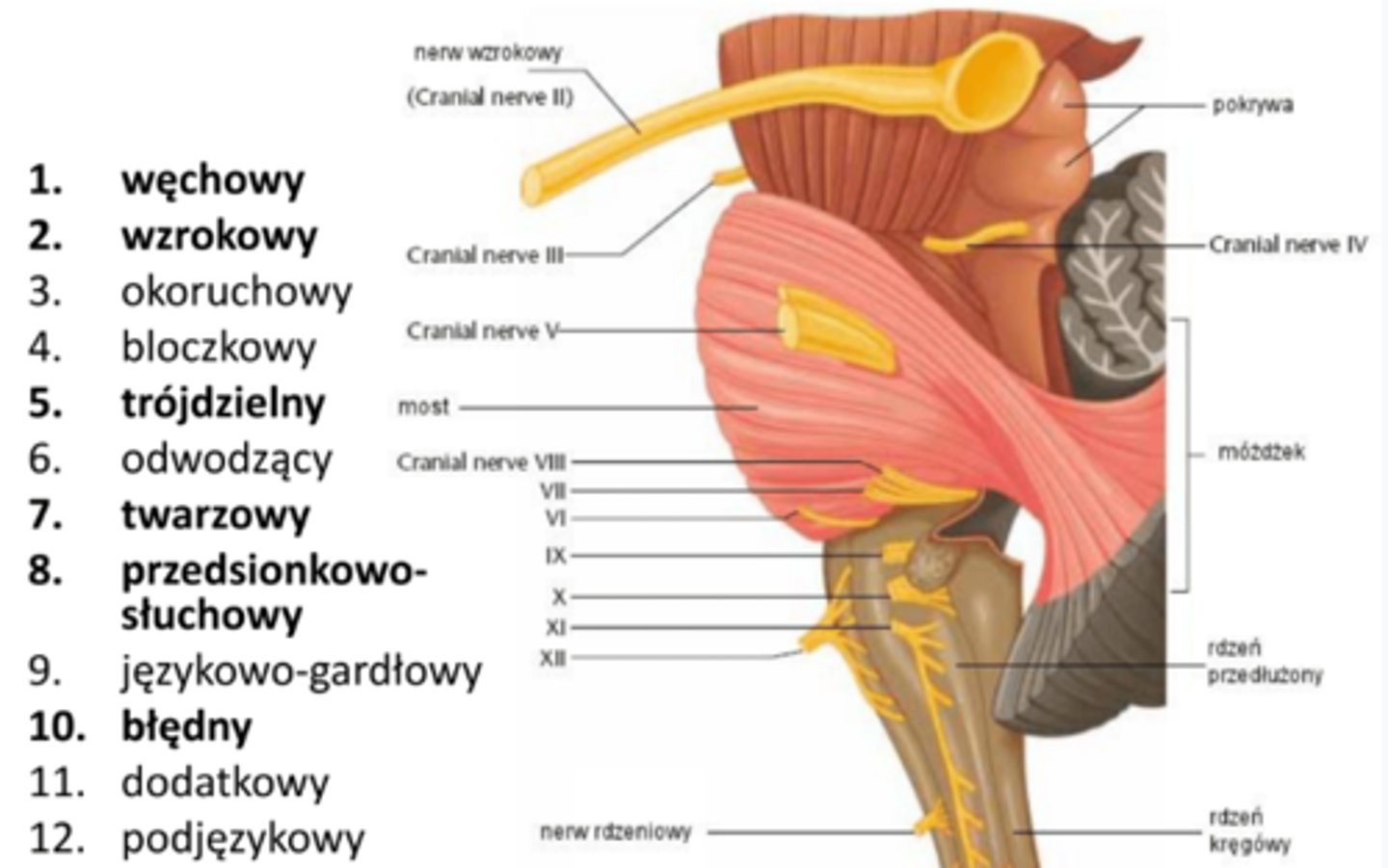<p>Nerw trojdzielny</p>
