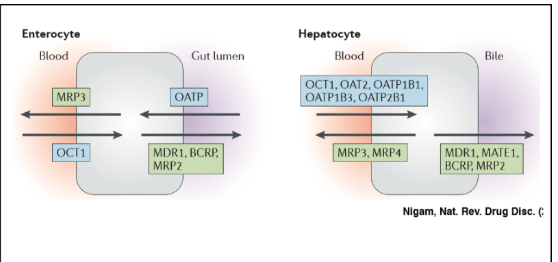 <p>import molecules into cells</p><p>→Organic Cation Transporter (OCT)</p><p>→Organic Anion Transport Protein (OATP)</p>