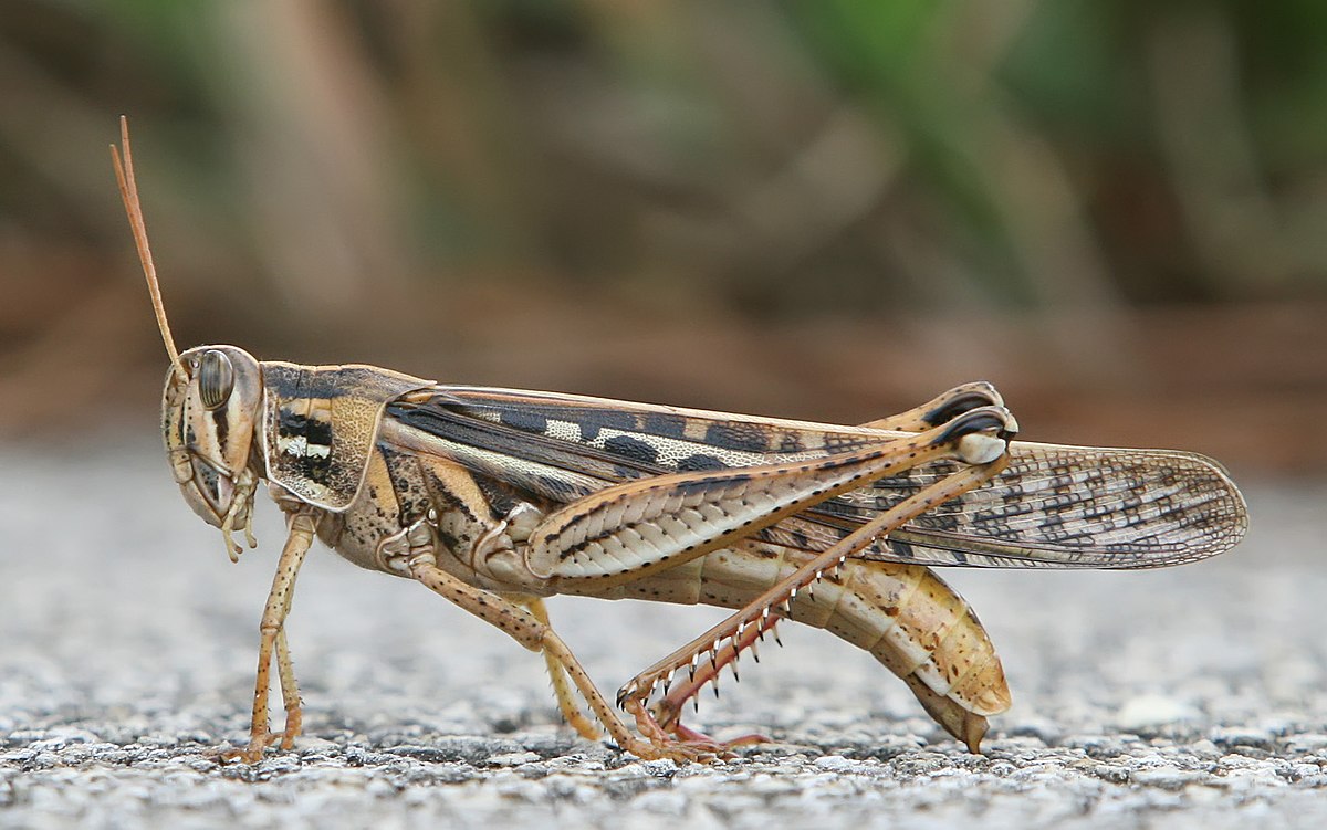 <p>downward facing mouthparts (orthoptera)</p>