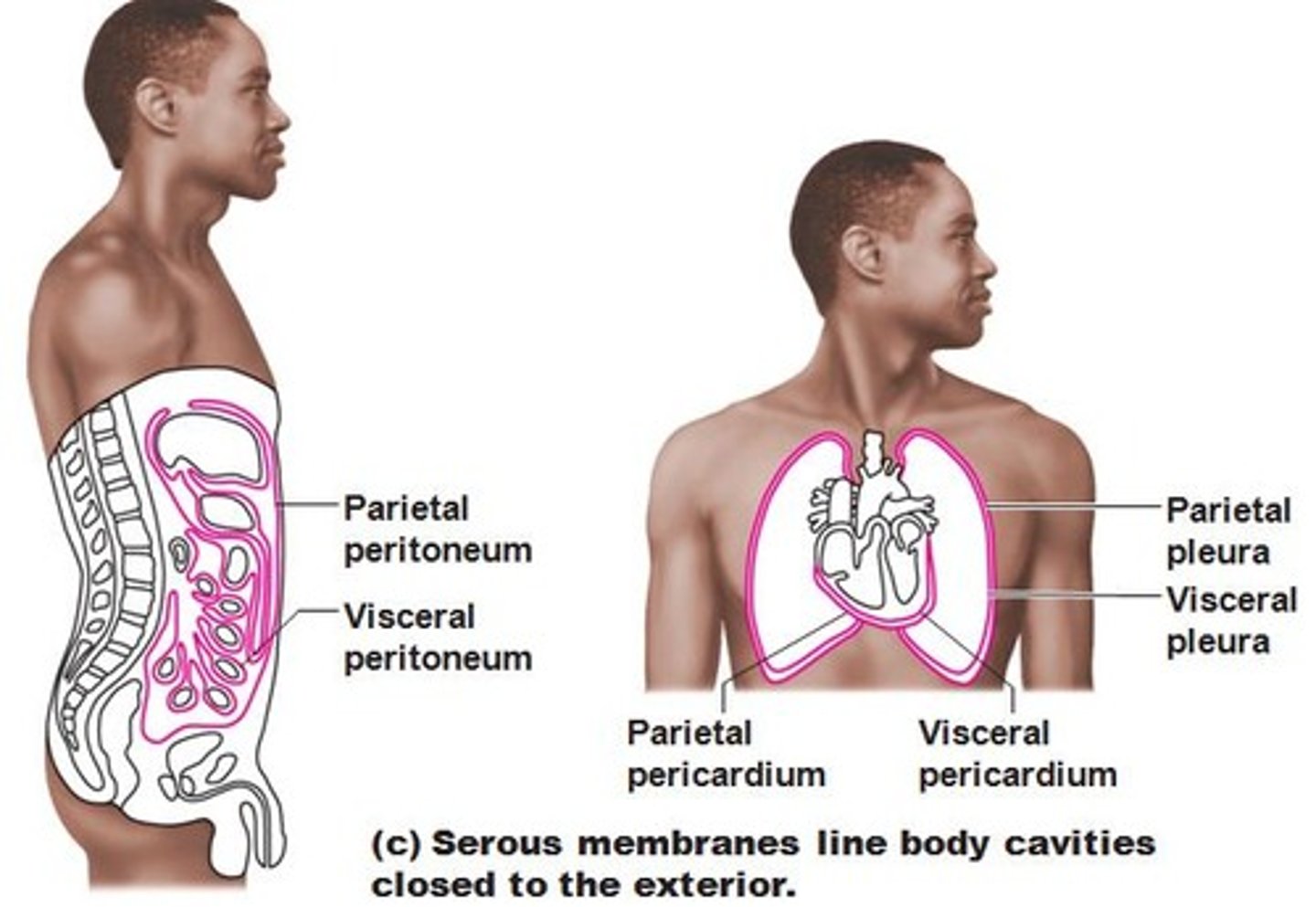<p>moist membranes found in closed ventral body cavities. consists of simple squamous epithelium resting on a thin layer of loose connective areolar tissue</p>