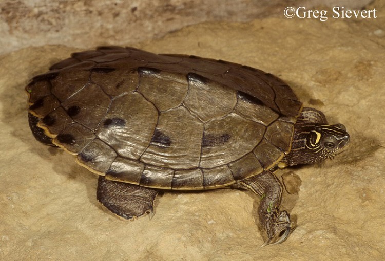 <p>A medium-sized, aquatic turtle (males 3.5 to 5.75 inches; females 5.0 to 10.75 inches in length) with a prominently keeled brown or olive carapace (upper shell) and yellow lines on the head, neck, and legs.   False Map subspecies has a backward, yellow “L” mark behind eye with narrow, yellow neck stripes touching the edge of each eye.</p><p>Mississippi Map subspecies has yellow crescent behind eye and neck stripes do not touch edge of eye.  Carapace is covered with intricate yellow lines resembling roads or waterways on a map and dark smudges on the scutes (plates). Rear of carapace is very serrated.  Plastron is dull yellow with dark markings.</p>