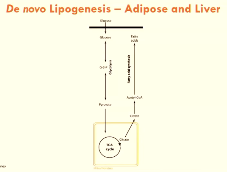 <p><strong>De novo lipogenesis: </strong></p><p>glucose → G3P → pyruvate (into TCA cycle) → citrate → FAs</p><ul><li><p>can happen in liver and WAT</p></li><li><p>when FAs are in excess, this will be stored in adipose tissue (WAT)</p></li></ul><p></p>