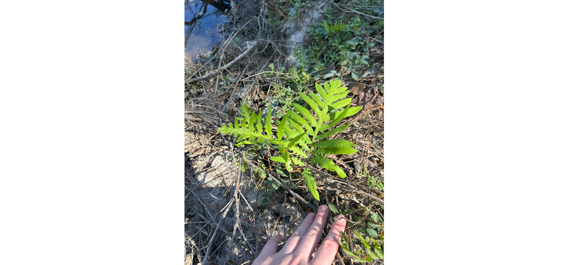 <p>Synapomorphies: large fronds are sterile, separate smaller frond has all the spores</p><p>Characteristics: dimorphic fronds, sterile fronds pinnatified</p>