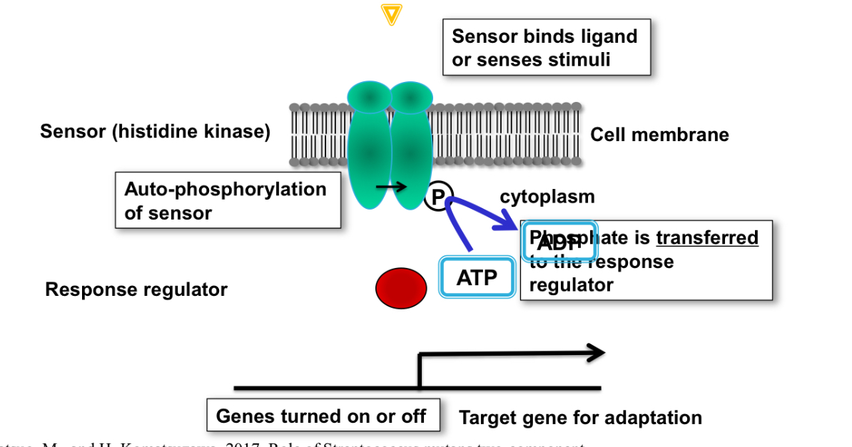 <p>2 component signaling</p>