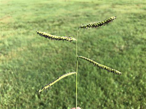 Poaceae

Paspalum Dilatatum