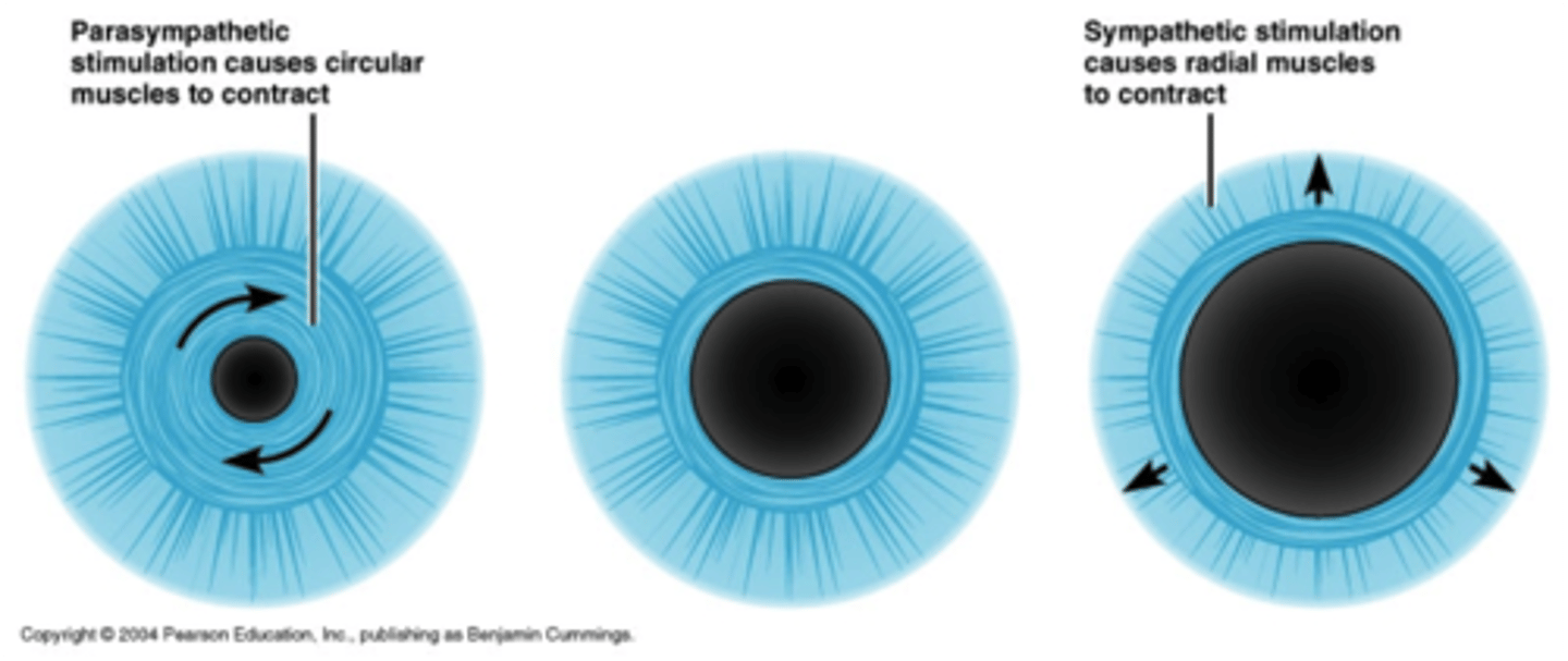 <p>Down-regulated: when it's very bright outside the pupil constricts, and the cones &amp; rods desensitize to light</p><p>Up-regulated: when in a dark setting the pupils dilate, and cones &amp; rods synthesize light-sensitive molecules</p>