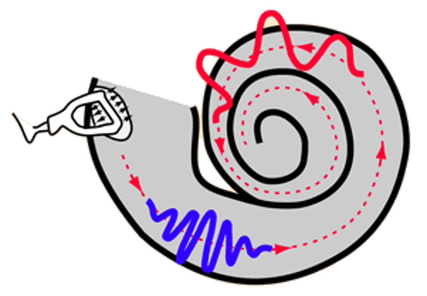 <p>The theory that the pitch we hear is due to the PLACE where the cochlea's membrane is stimulated. Our perception of sound depends on where each component frequency produces vibrations along the basilar membrane within the cochlea of the inner ear. (explains high frequencies)</p>