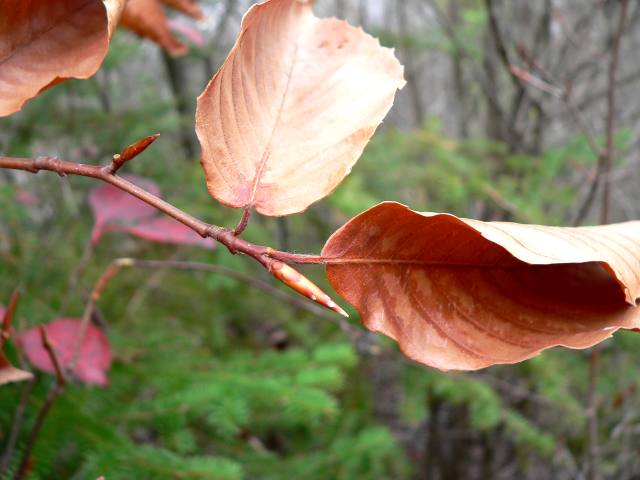 native

alternate, simple, serrated

largest cigar shaped bud

yellow fall color and keeps leaves longest

shade tolerant but not a urban tree

gets leaf and bark disease badly