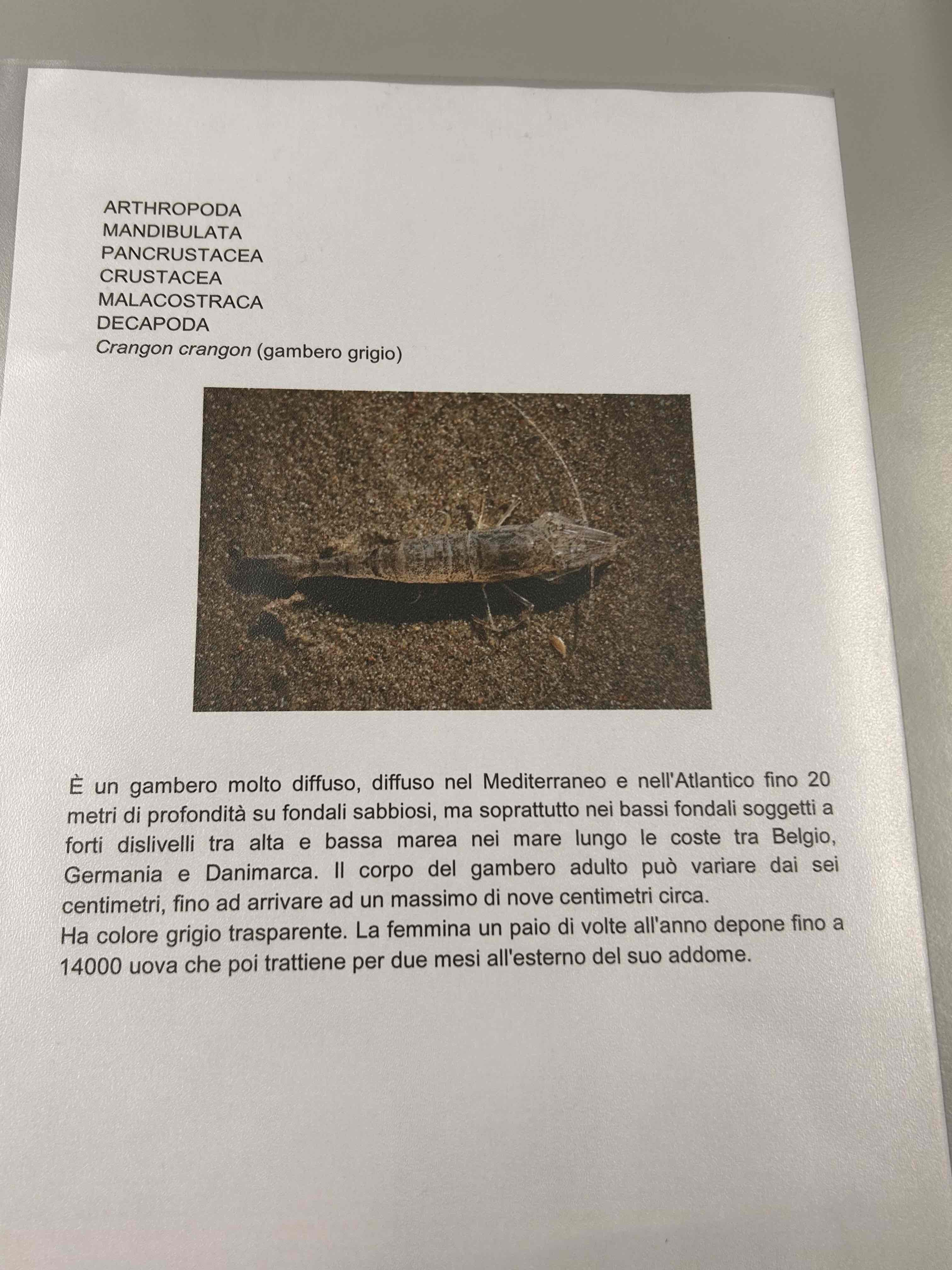 <p>Crostacei</p><p>Malacostraca</p><p>Eumalacostraca</p><p>Decapoda</p><p>Macrura</p><p>Crangon crangon</p><p>(Gambero grigio)</p>