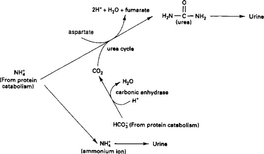 <ul><li><p>“sparing effect” occurs when a nonessential or semi-dispensable amino acid cannot meet a portion of the dietary requirement for an essential amino acid from which it is synthesized</p><ul><li><p>The phenomenon where the body conserves protein by using other energy sources such as carbohydrates and fats instead (prioritizes them for energy)</p><ul><li><p>Example: Cystine can meet up to half of the total requirement for methionine and cystine</p></li></ul></li></ul></li></ul><p></p>