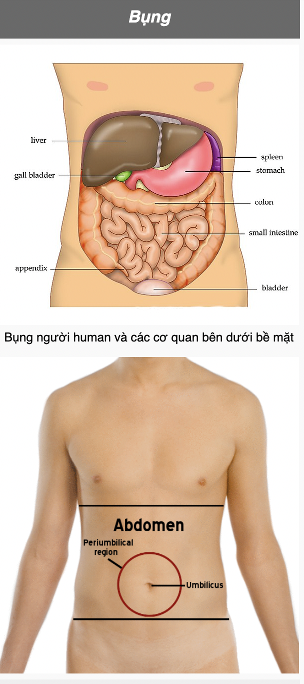 <p>Abdomen (abdomin-)</p>