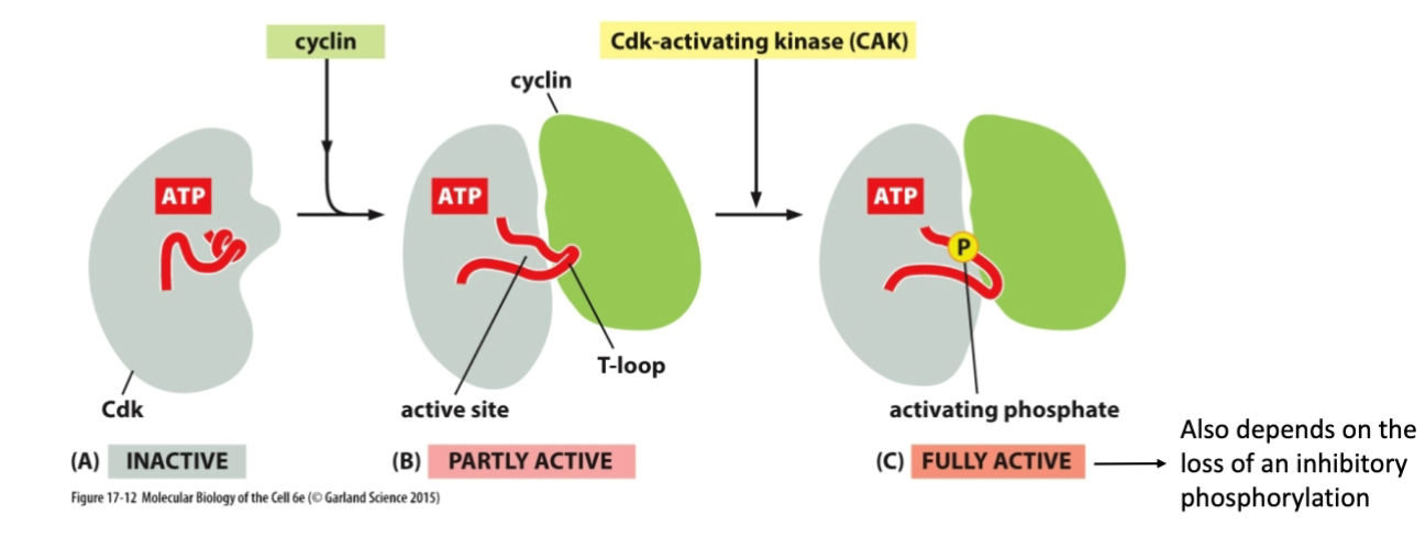 <p>How is Cdk <em>fully </em>activated?</p>