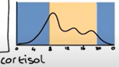 Cortisol heeft dag en nacht ritme.