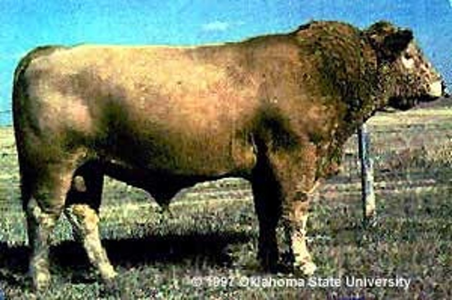 <p>- superior hardiness &amp; foraging ability</p><p>- shorter hind quarter legs</p>