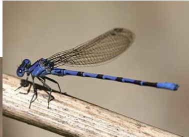 <p></p><ul><li><p>large eyes, predatory</p></li><li><p>larvae - external gills at the end of abdomen</p></li><li><p>slender abdomen</p></li><li><p>wings folded at rest&nbsp;</p></li></ul><p></p>