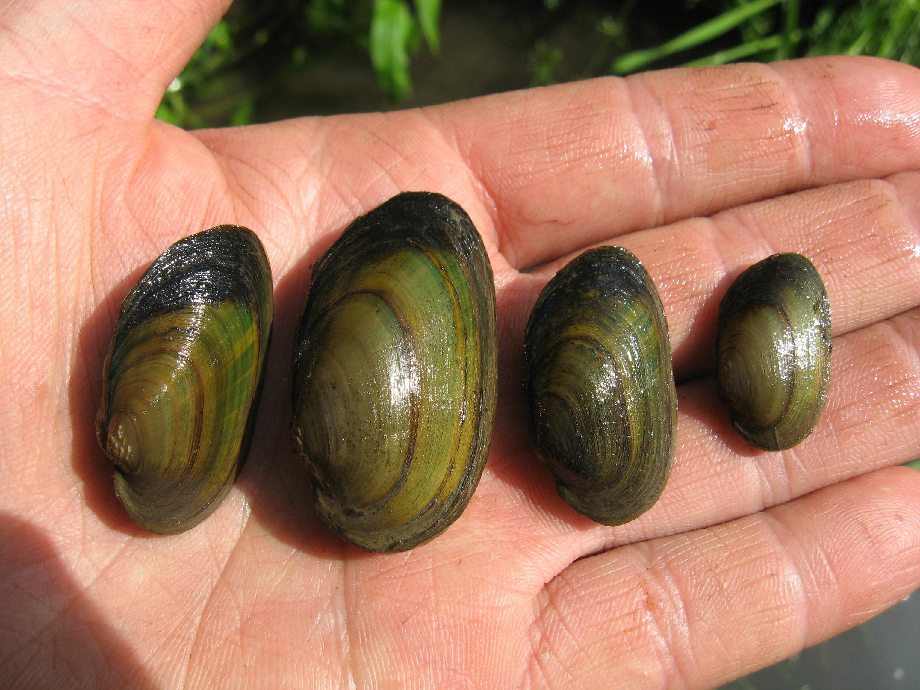 <p>Kmeň: Mollusca (mäkýše)<br>Trieda: Bivalvia (lastúrniky)</p>