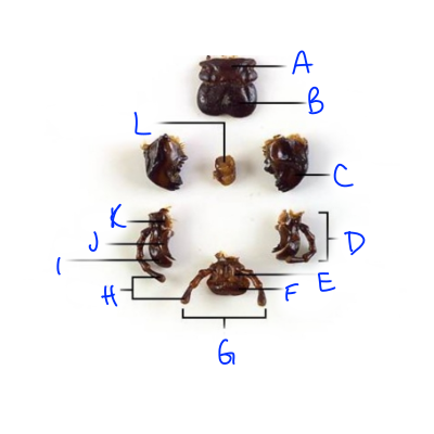 <p>C</p>