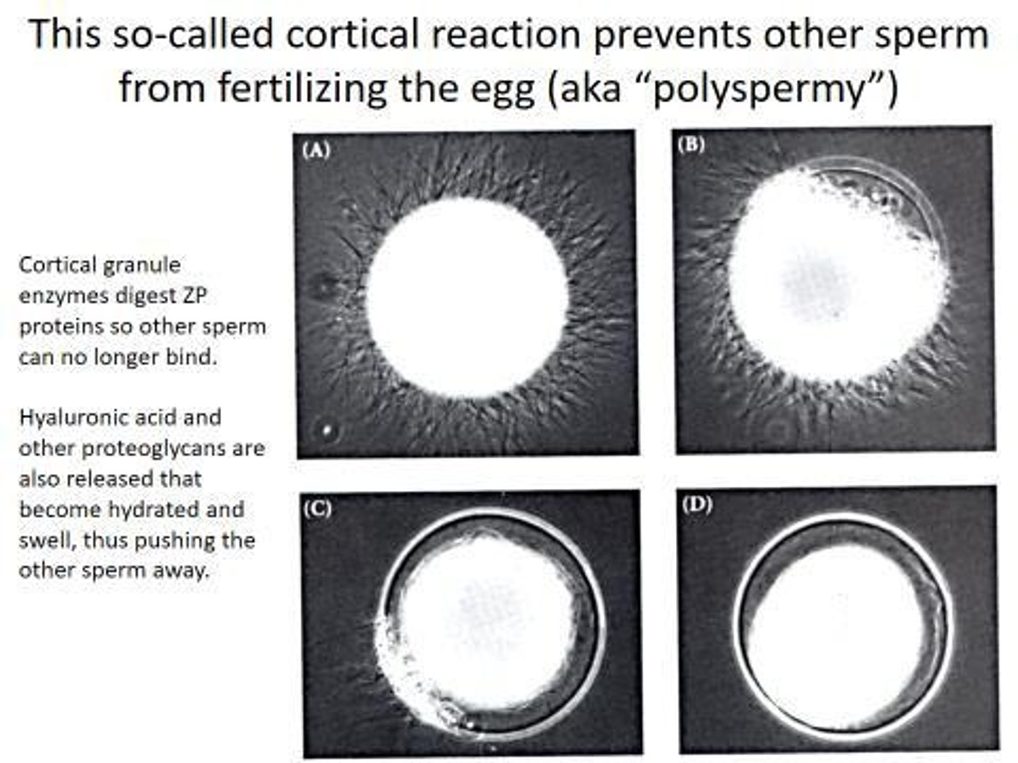 <p>Egg response blocking additional sperm entry.</p>