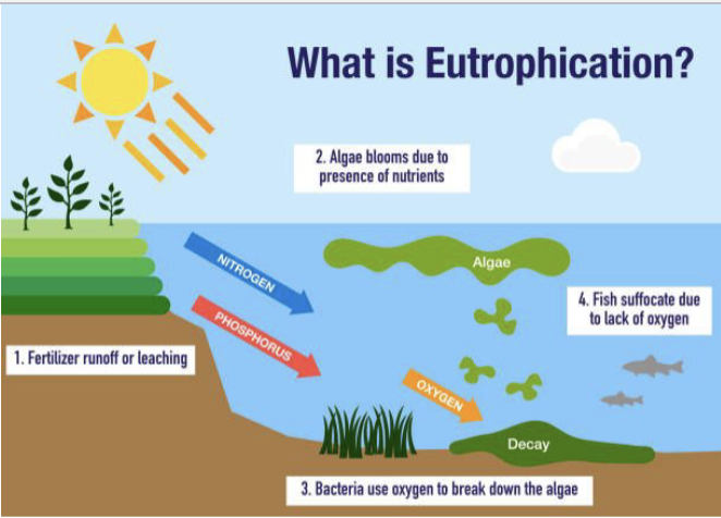 <p>An increase in organic matter in the ocean due to excessive nutrients, leading to algae blooms and oxygen depletion, which can suffocate marine animals.</p>