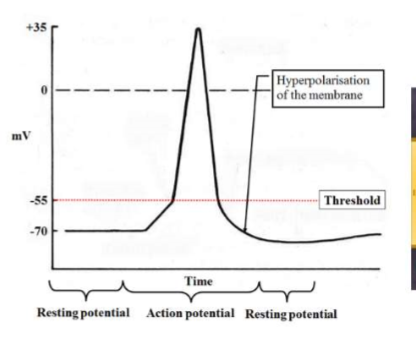 <ul><li><p>more K+ ions outside than Na+ ions on the inside.</p></li><li><p>cell membrane potential drops below resting potential</p></li></ul><p></p>