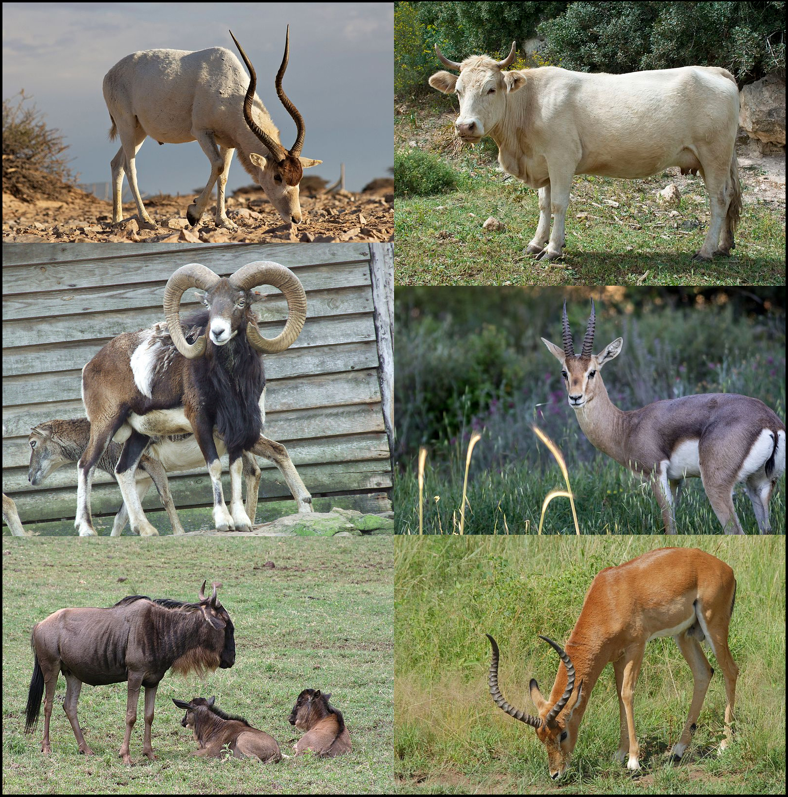 <p>mammal of cattle family</p>