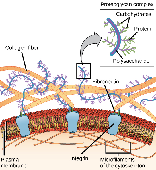 <p>Structures outside a cell that coordinate it&apos;s behavior. Constructed of glycoprotiens and carbohydrate containing molecules</p>