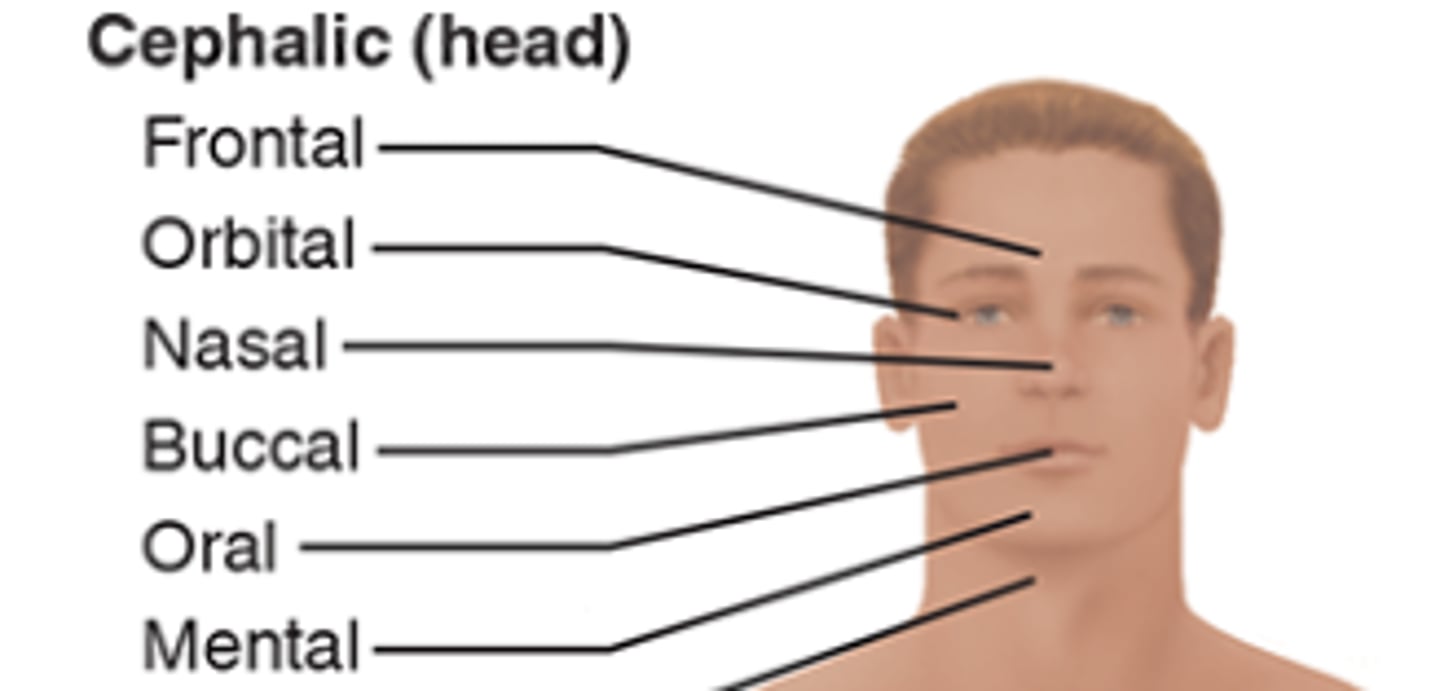 <p>1. F________ (forehead)</p><p>2. O_________ (back of the head/base of the skull)</p><p>3. T_________</p><p>4. O________ (eye)</p><p>5. O____ (ear)</p><p>6. B_______ (cheek)</p><p>7. N_____</p><p>8. O___</p><p>9. M______ (chin)</p>
