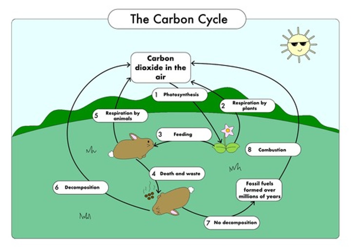 <p>Carbon dioxide is absorbed by producers to make glucose in photosynthesis<br><br>Animals feed on the plant passing the carbon compounds along the food chain<br><br>... most of the carbon they consume is exhaled as CO2 that was formed during aerobic respiration<br><br>FAST</p>