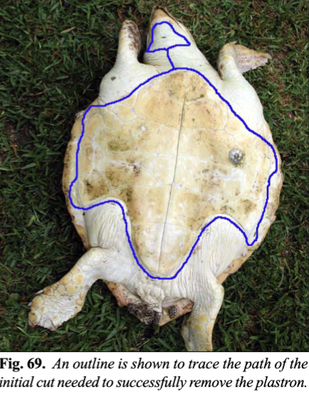 <p>The plastron must be removed first, with cuts around the periphery of the plastron along the sea formed by the marginal and inframarginal scutes, along the posterior and axillary body, then to the head region.</p>