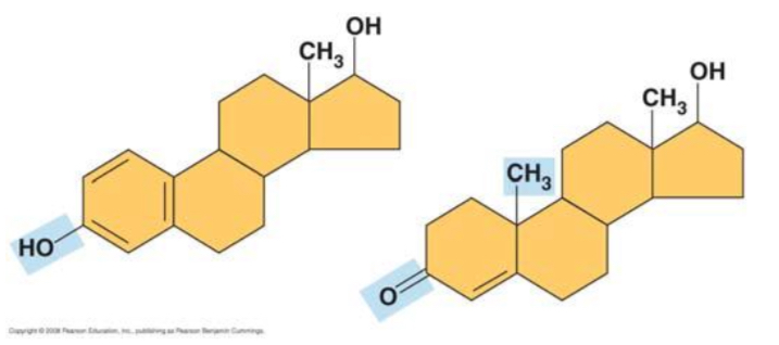 <p>“Change the structure, change the function.” Label each molecule in the sketch below and circle the differences. Describe the function of each molecule.</p>