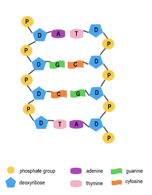 <p>The five-carbon sugar in DNA that connects to both the phosphate group and nitrogen base.</p>