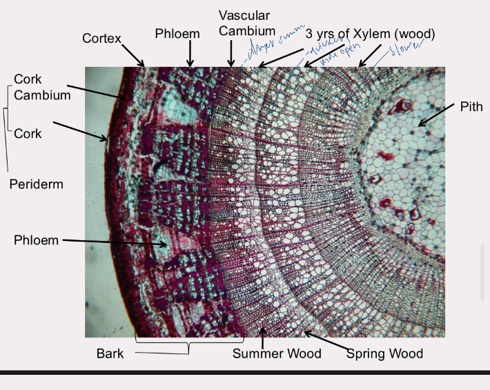 <p>older xylem forms non func heartwood</p><p>newer xylem forms func sapwood</p><p>xylem added seasonally - rings</p>