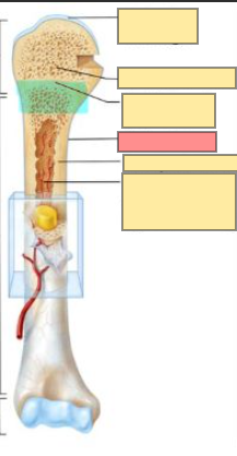 <ul><li><p>outer covering around bone</p></li><li><p>outer fibrous layer: fibrous (outer), cellular (inner)</p></li><li><p>provides a good blood supply to the bone and a point for muscular attachment</p></li></ul><p></p>