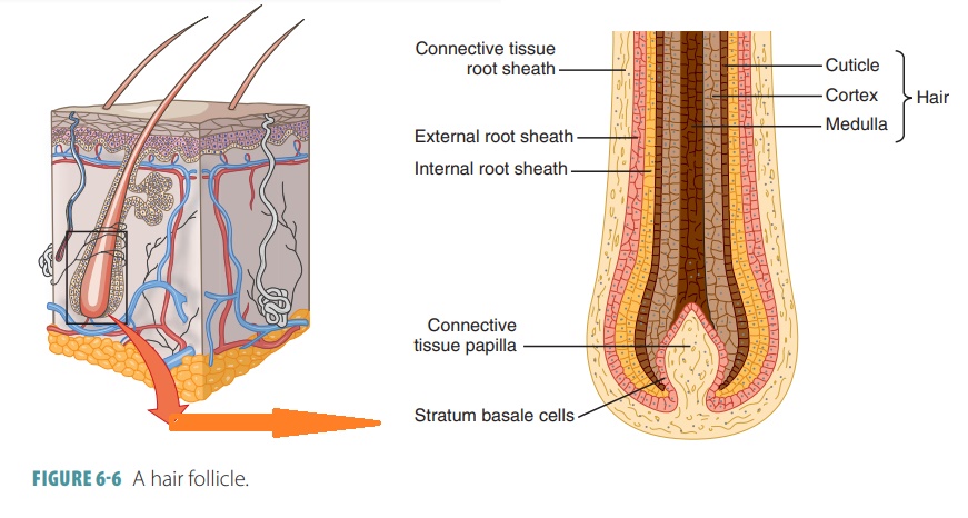 <p>Surrounds the epithelial cells of the hair follicle</p>