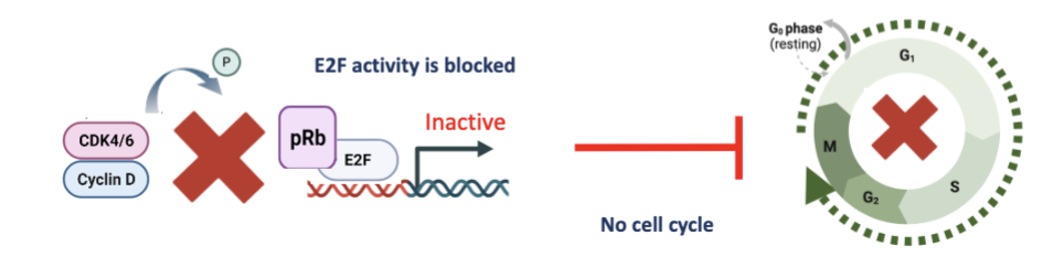 <ul><li><p>Aberrant CDK4/6 activity either though cyclin D or CDK4/6 gene amplification drives cell cycle without appropriate mitogenic signals</p></li><li><p>The kinase activity of CDK4/6 is therefore a tractable therapeutic target…this is helped by knowing its structure</p></li><li><p>By blocking the kinase activity of CDK4/6, pRb phosphorylation will be diminished and cells will not go through</p></li></ul><p><span style="background-color: inherit; line-height: 22px; color: windowtext;"><span>High levels of Cdk protein in cells so might not need mitogenic signal to enter cell cycle&nbsp;</span></span><span style="line-height: 22px; color: windowtext;"><span>&nbsp;</span></span></p>