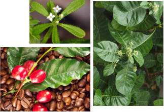 <p>Rubiaceae</p>