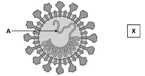 <p>Antigens are present in viruses. On the diagram, draw an arrow from ‘X’ to accurately show the location of an antigen</p>