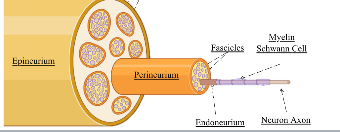 <ol><li><p>Epineurium </p></li><li><p>Perineurium - wraps fascicles </p></li><li><p>Endoneurium - wraps a single axon </p></li></ol>