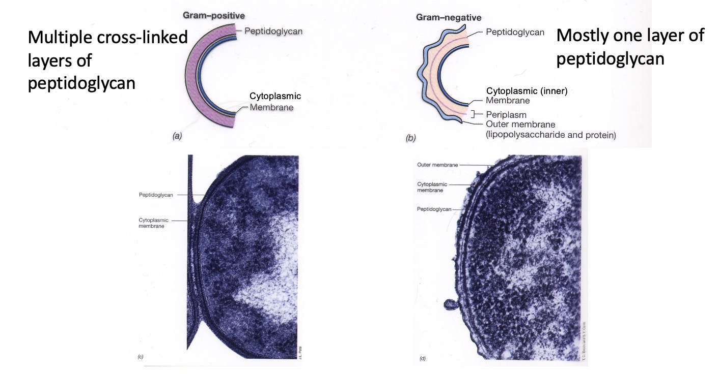 <p>Bacterial Cell Envelope</p>