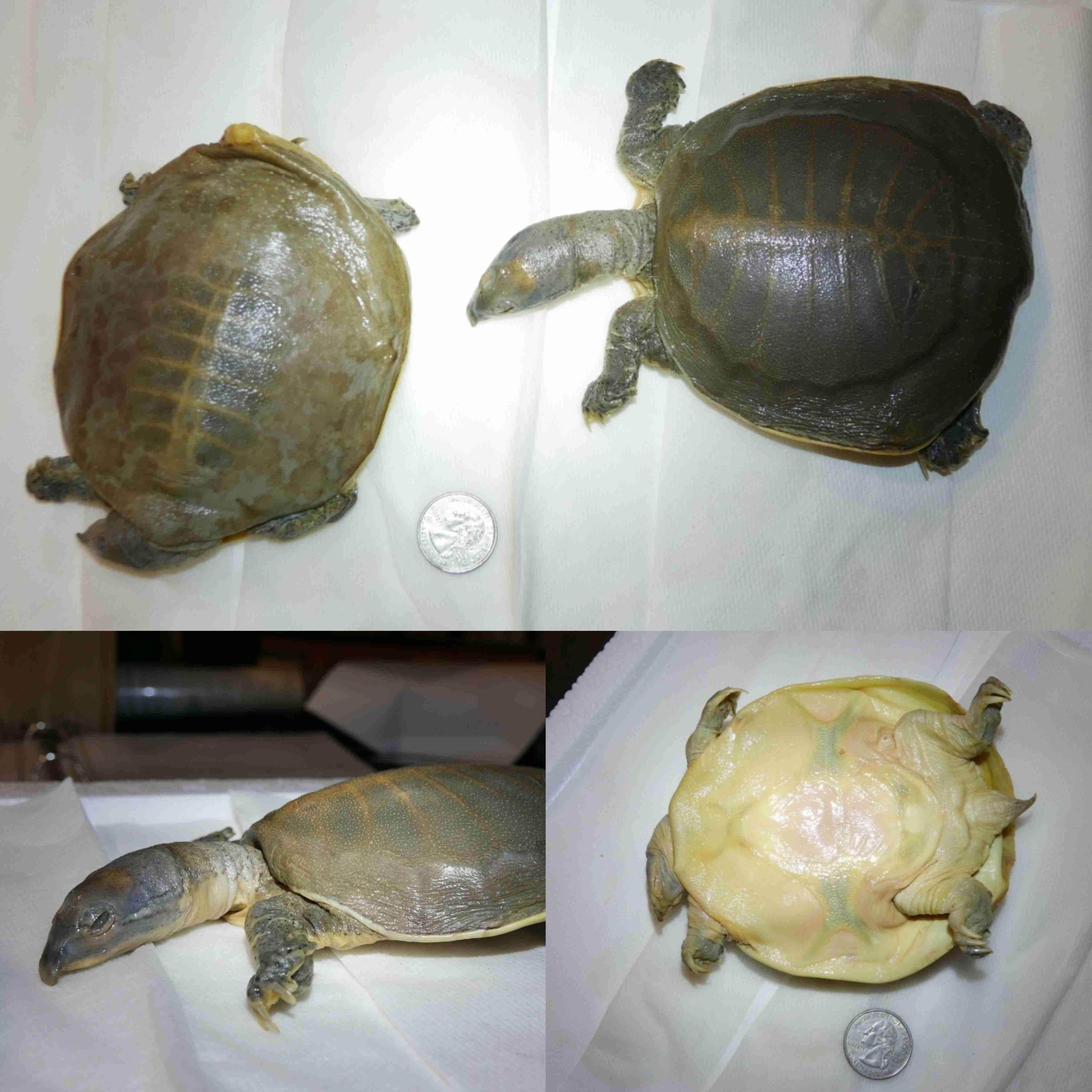 <p>What is the family and scientific name for this turtle?</p>