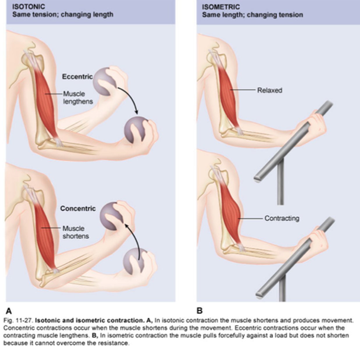 <p>the state of balanced muscle tension that makes normal posture, coordination, and movement possible</p>